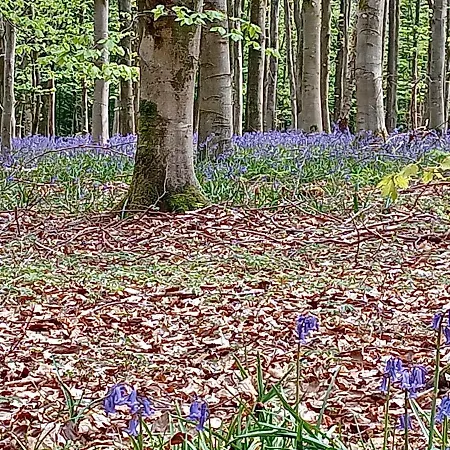 公寓 Le Clos Fleuri *